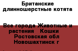 Британские длинношерстные котята - Все города Животные и растения » Кошки   . Ростовская обл.,Новошахтинск г.